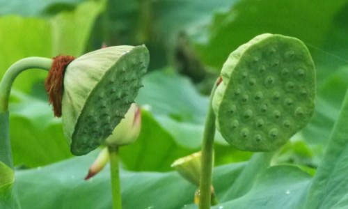 海马补肾丸功效和作用-海马补肾丸是壮阳药吗、海马补肾丸是壮阳药吗 -海马补肾主治网